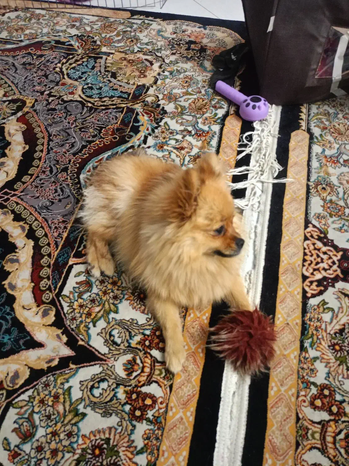 پامرین روباهی|سگ|دماوند, گیلاوند|دیوار