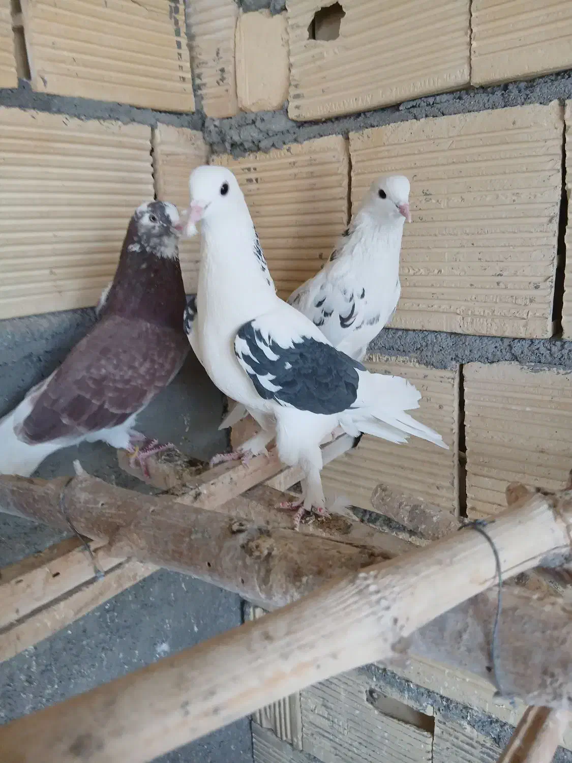 کبوتر|پرنده|مبارکه, |دیوار