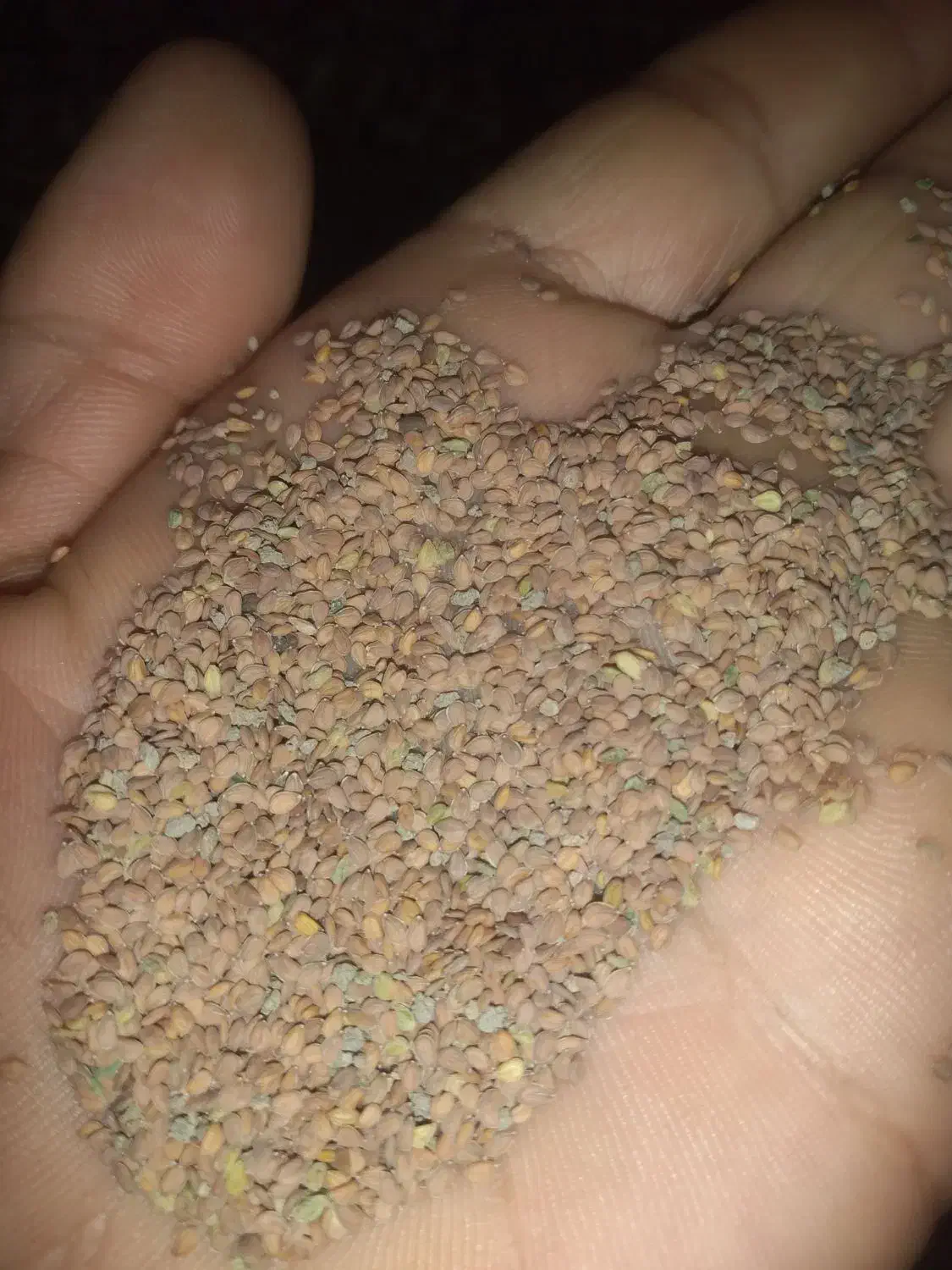 قدومه بذری|عمدهفروشی|زرقان, |دیوار