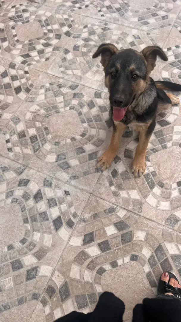 پت خانگی|سگ|پاکدشت, پاکدشت (مامازند)|دیوار