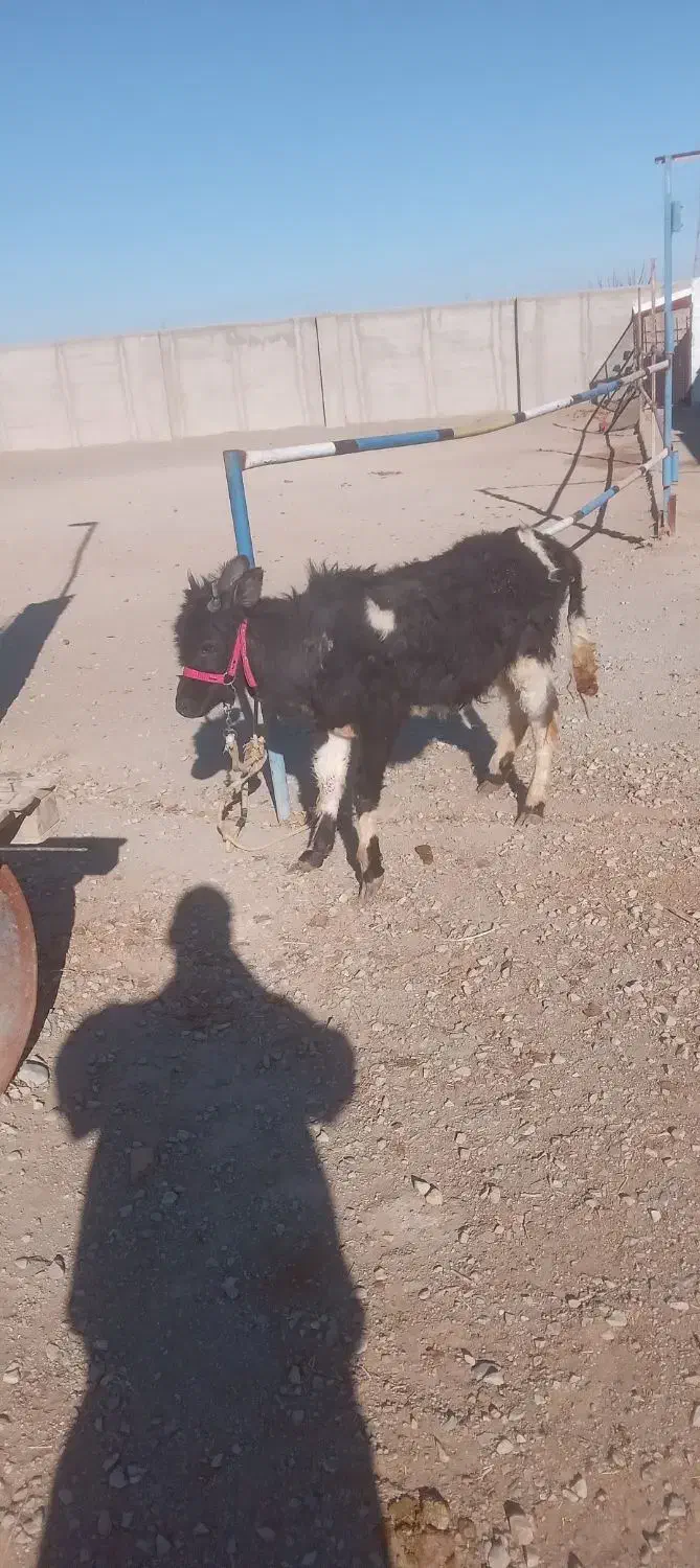 گوساله|حیوانات مزرعه|رباط‌کریم, شهرستانک|دیوار