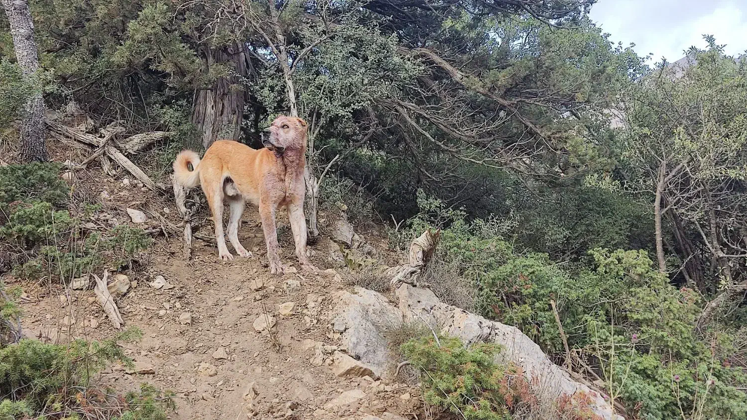 گمشده|حیوانات|آشخانه, |دیوار