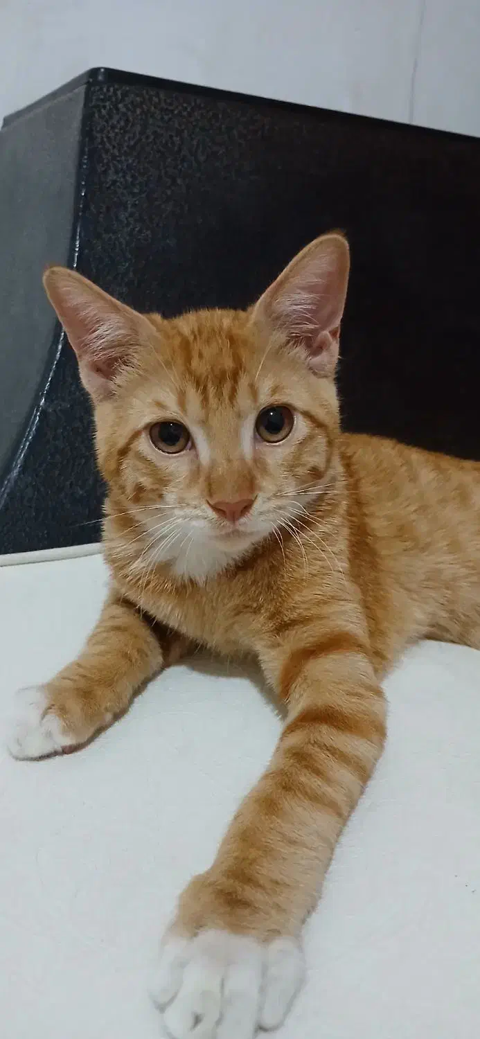 گربه نرشش ماه|گربه|همدان, |دیوار