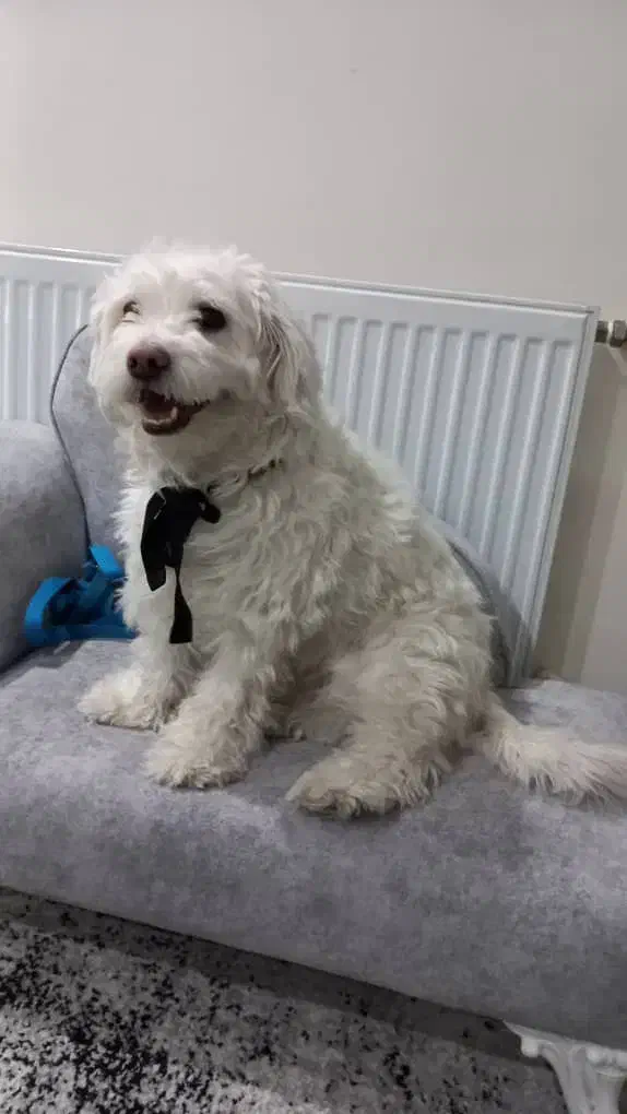 واگذاری|سگ|کرج, گلشهر|دیوار