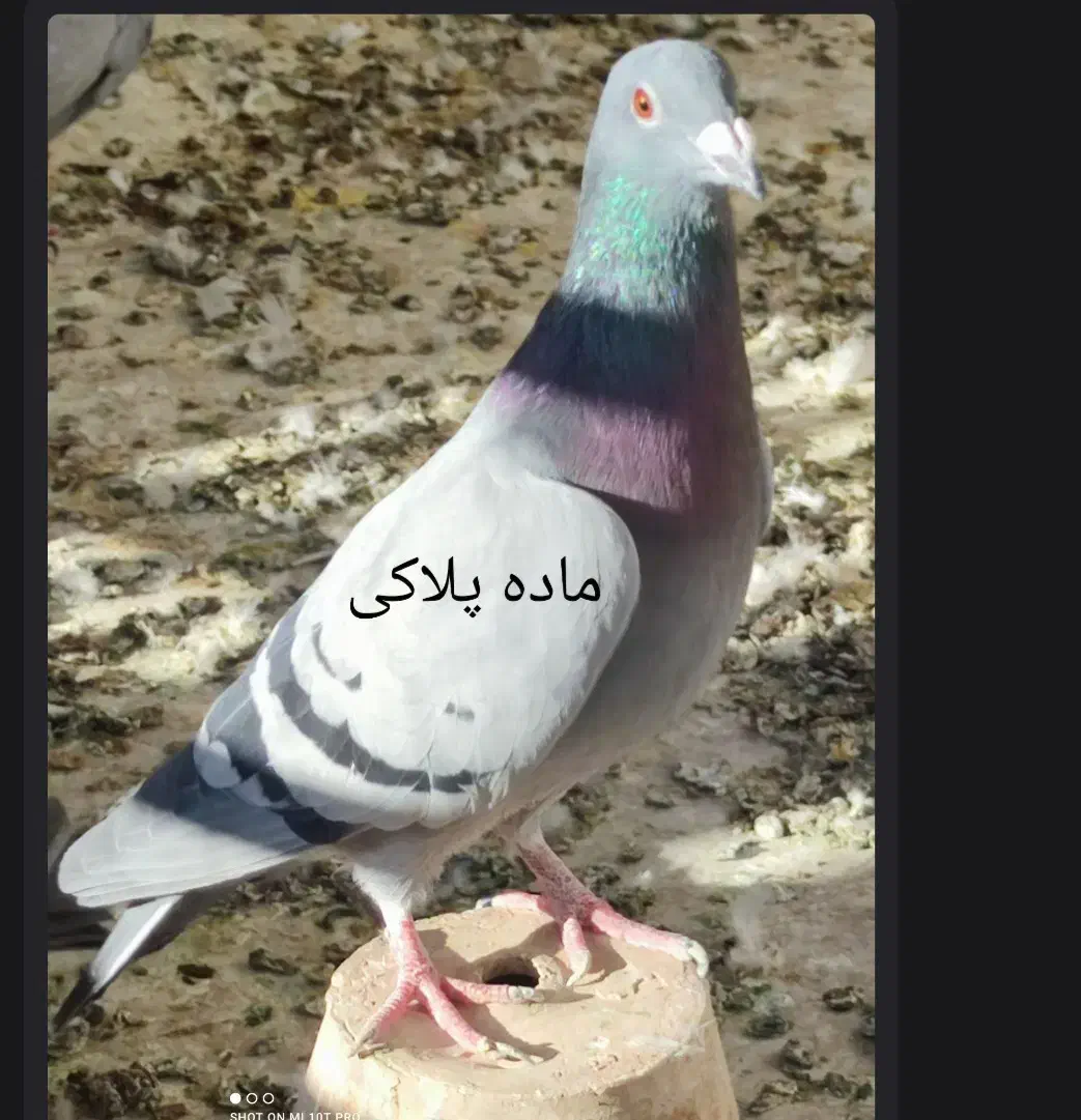 یک جفت پلاکی اصل|پرنده|ابریشم, |دیوار