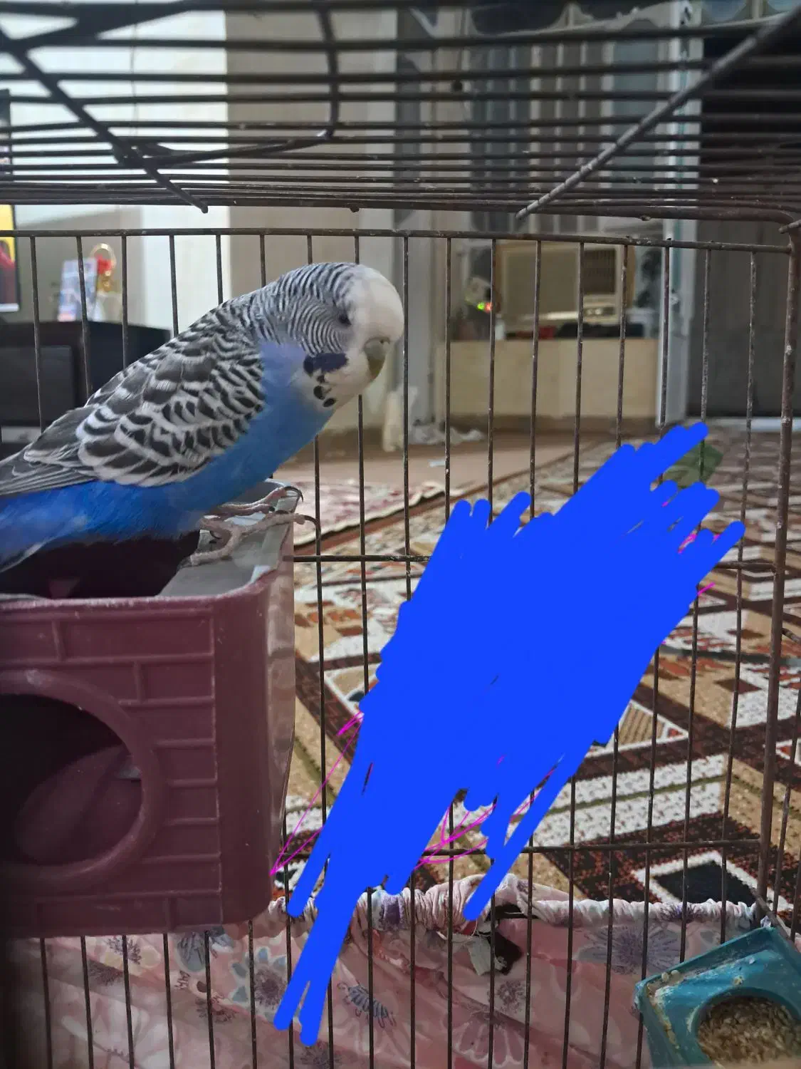 مرغ عشق انگلیسی نر|پرنده|ایذه, |دیوار