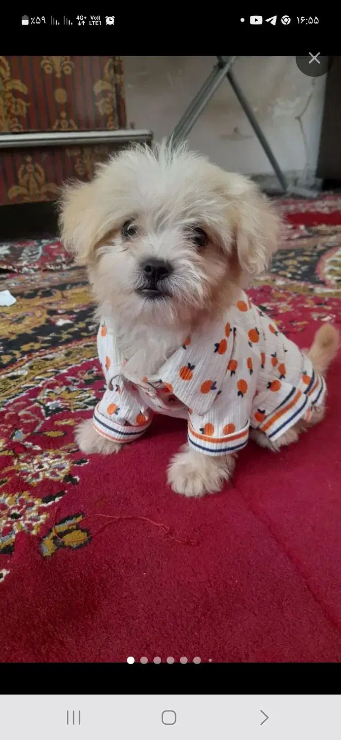 سگ شیتزو پودل|سگ|سیرجان, |دیوار