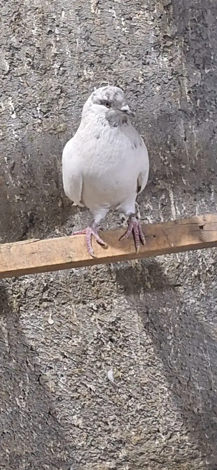 کفتر پرشی درجه یک بی عیب باضمانت|پرنده|مبارکه, |دیوار