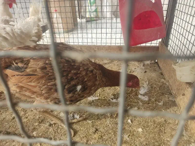 مرغ لاری|حیوانات مزرعه|جوادآباد, |دیوار