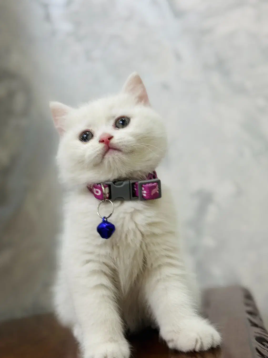 گربه|گربه|تهران, کیانشهر|دیوار