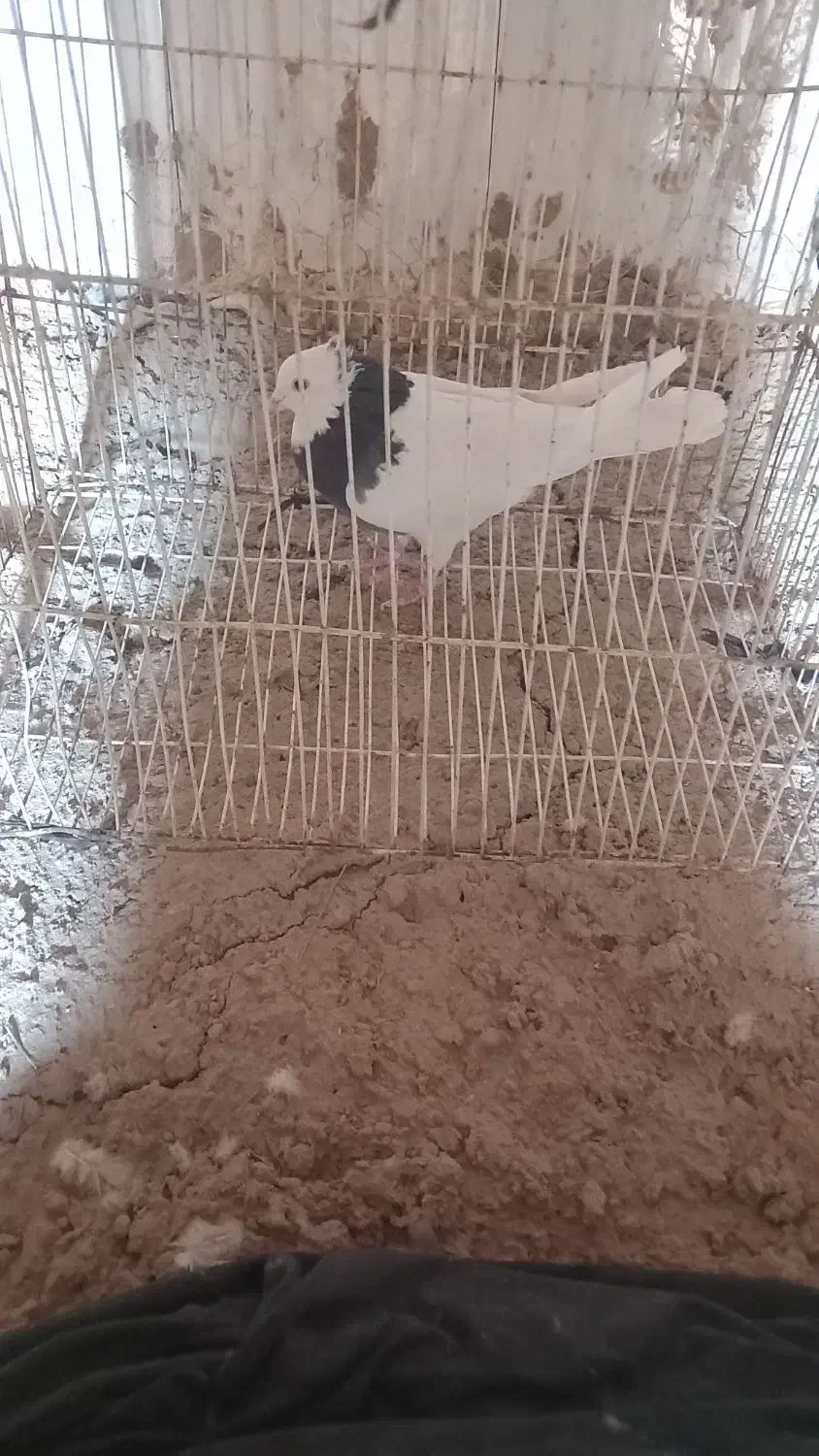 طوقی ماده|پرنده|سلیمان, |دیوار