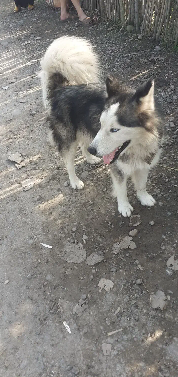 سگ هاسکی نر فقط ۱میلیون و پانصد|سگ|آستانه اشرفیه, |دیوار