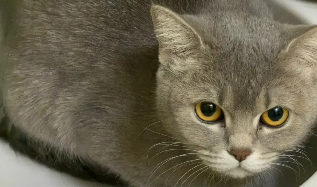 جفت گیری گربه|گربه|تهران, الهیه|دیوار