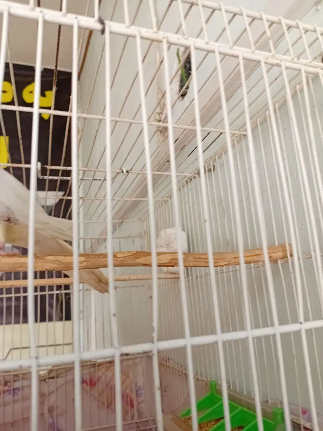 عروس هلندی|پرنده|مشهد, کوی المهدی|دیوار