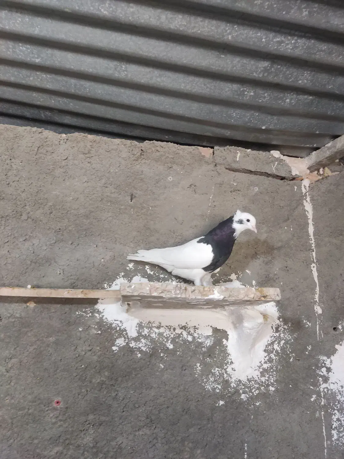 طوق سیاه واکسی نر|پرنده|خوسف, |دیوار