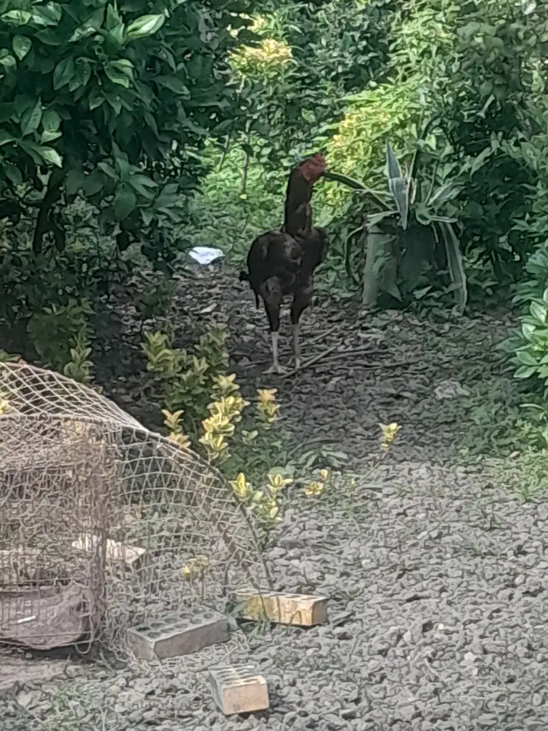 فروش مرغ لاری و خروس لاری بالغ اصیل|حیوانات مزرعه|چابکسر, |دیوار