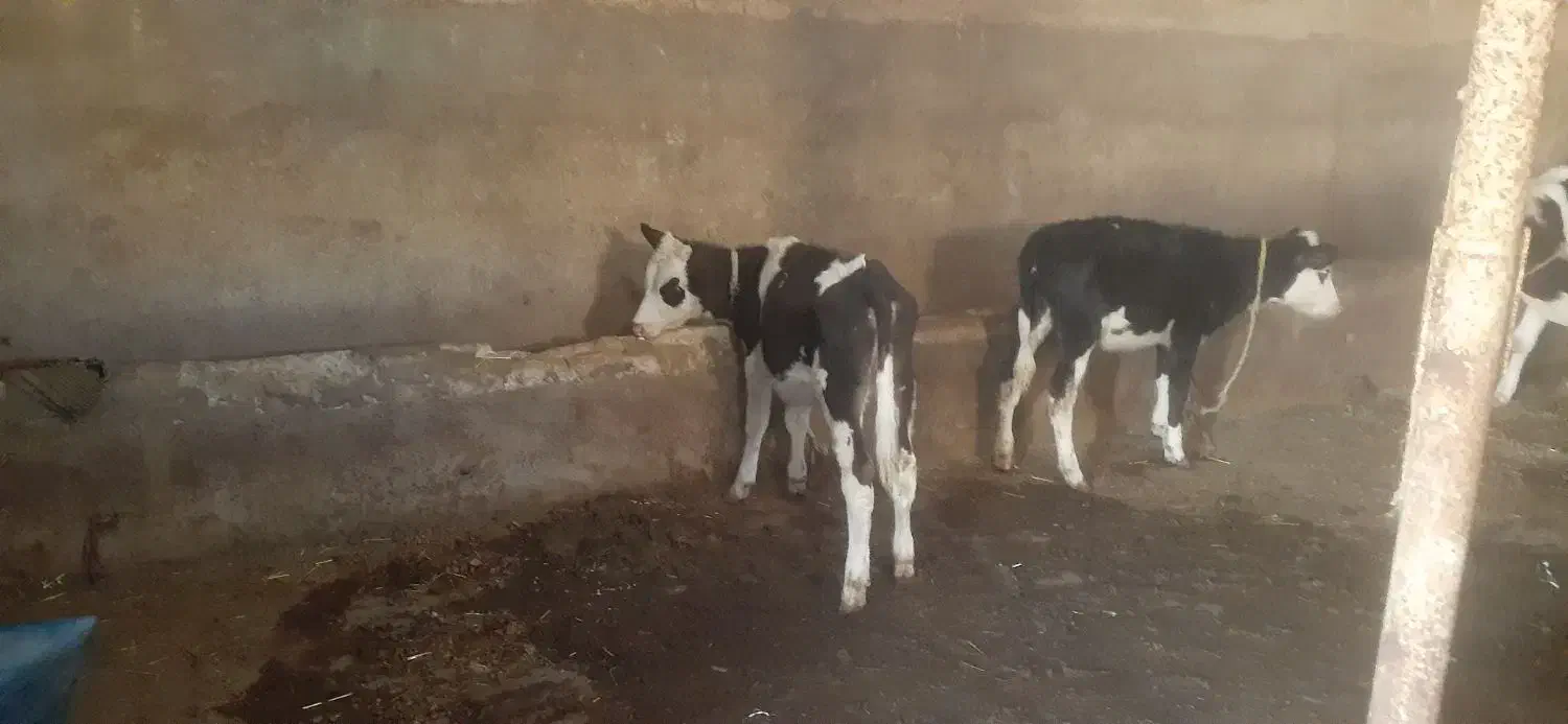 گوساله ماده سمینتال|حیوانات مزرعه|تبریز, |دیوار