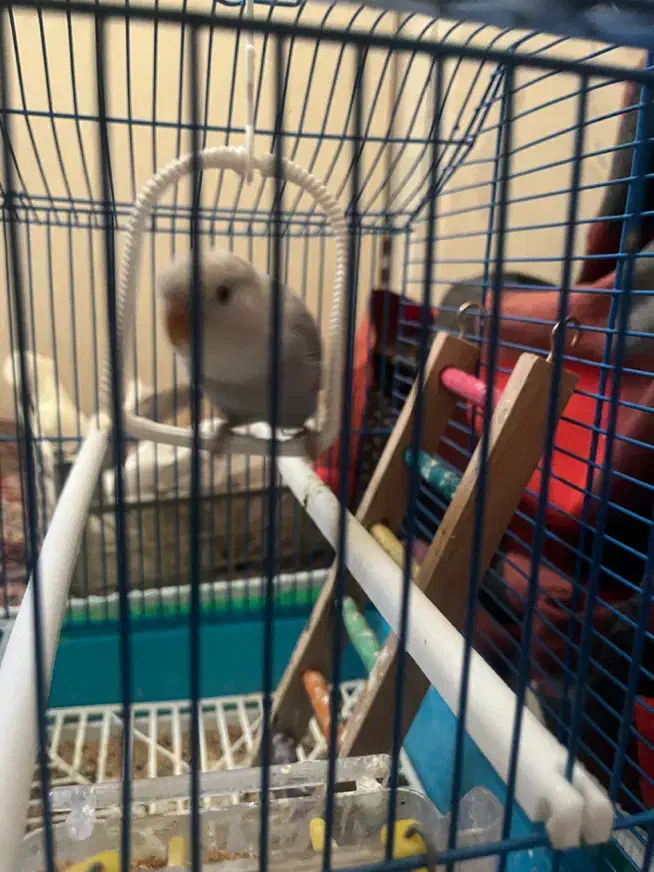 کوتوله|پرنده|یزد, |دیوار