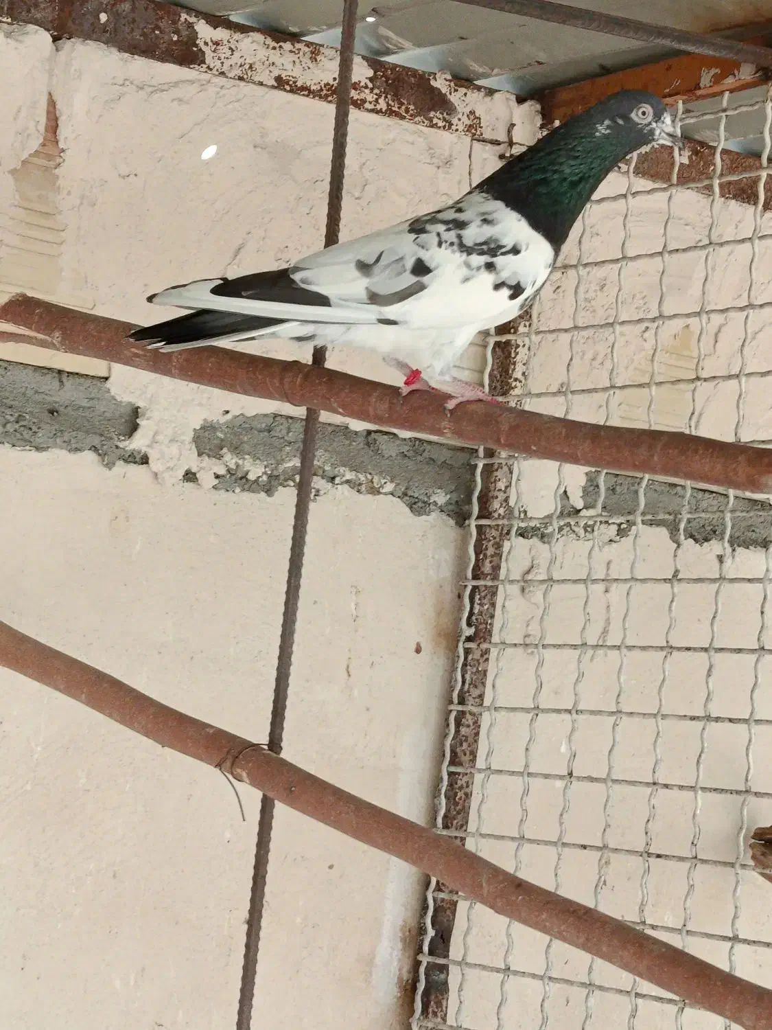 کبوتر|پرنده|میناب, |دیوار