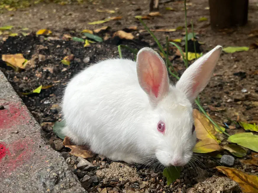 خرگوش|موش و خرگوش|دوگنبدان, |دیوار