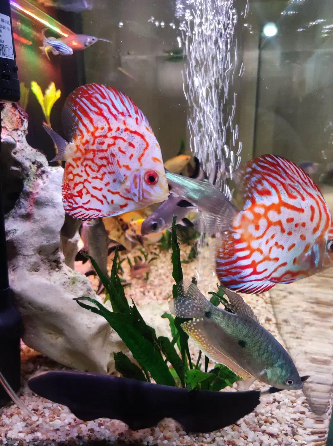 آکواریوم دلسا|ماهی|تهران, هفده شهریور|دیوار