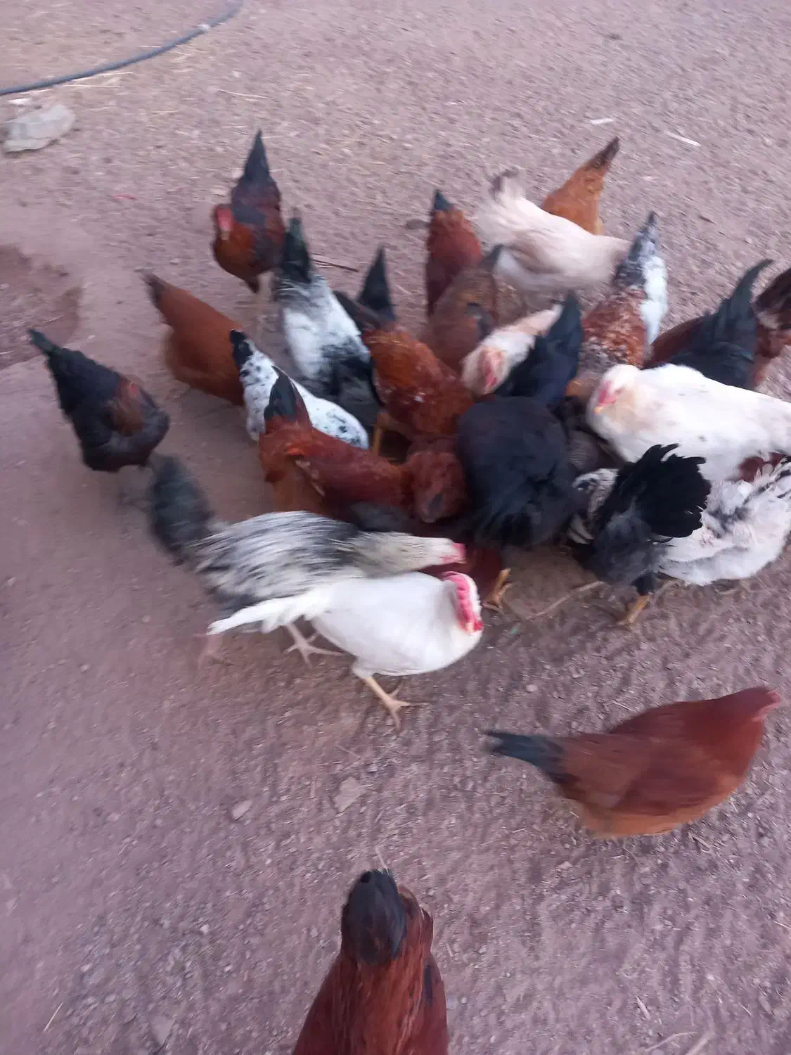 خروس نیمچه|حیوانات مزرعه|زاویه, |دیوار