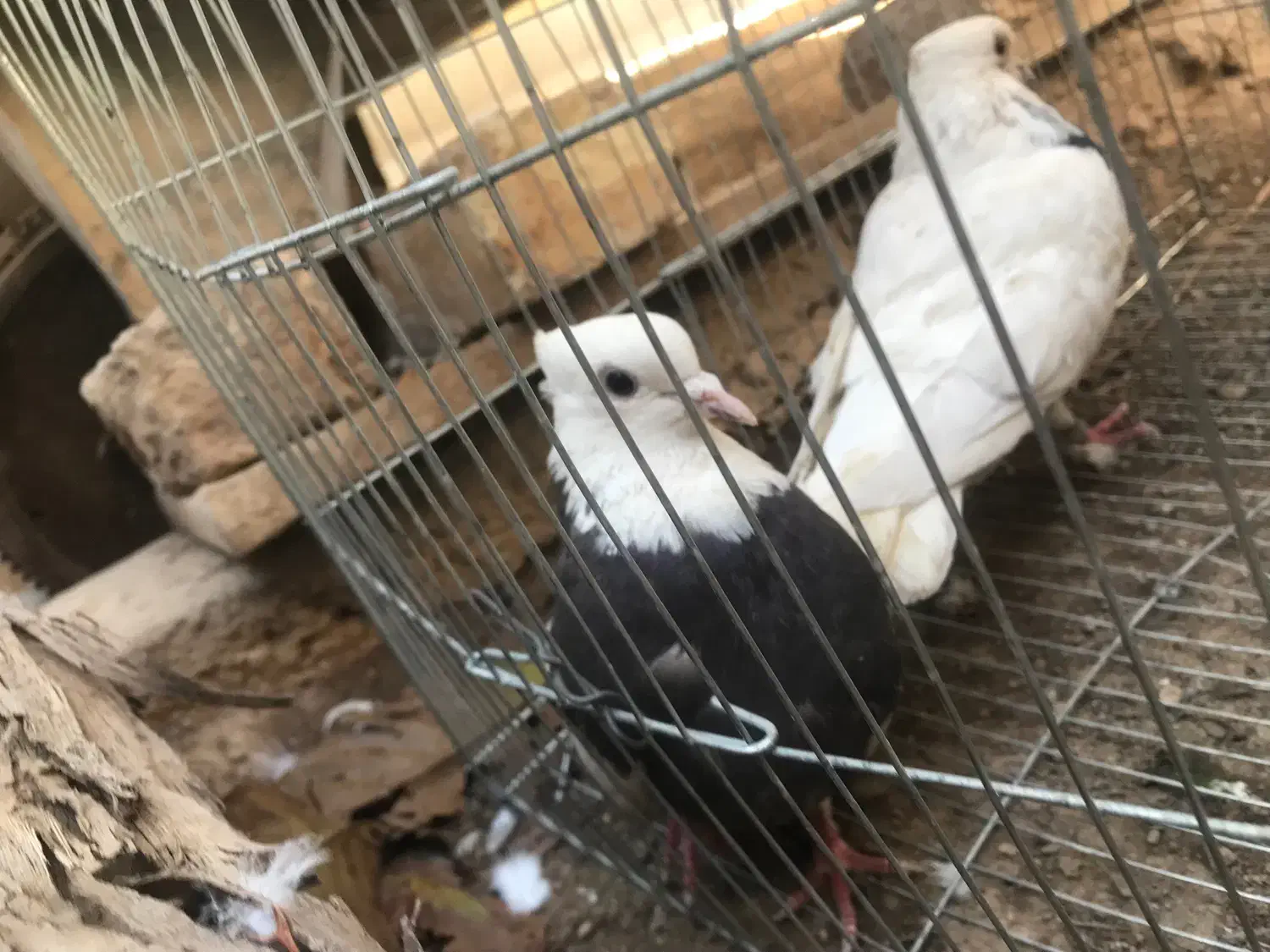 یک جفت طوقی و یدونه خرقه معاوضه با نقش|پرنده|شاهینشهر, پاسداران|دیوار