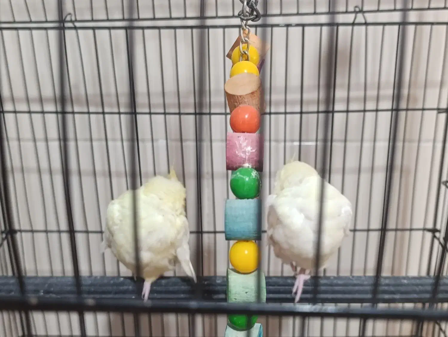 دوعدد عروس هلندی ماده|پرنده|خرم‌آباد, |دیوار