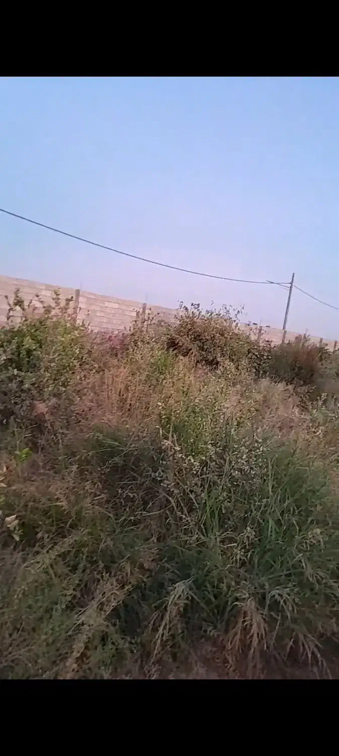 علف زنی باغ و باغچه|خدمات باغبانی و درختکاری|اندیمشک, |دیوار