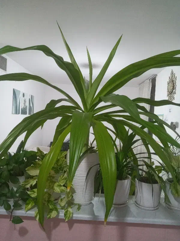 گل ذرتی|گل و گیاه طبیعی|پاسارگاد, |دیوار