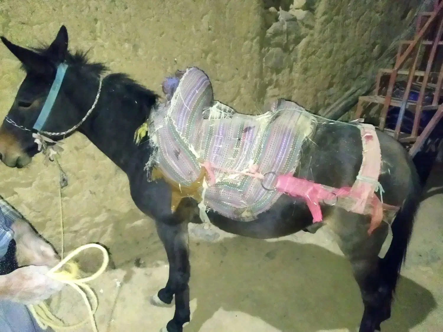 اسب نریان و قاطر نریان|اسب و تجهیزات اسبسواری|سنندج, |دیوار