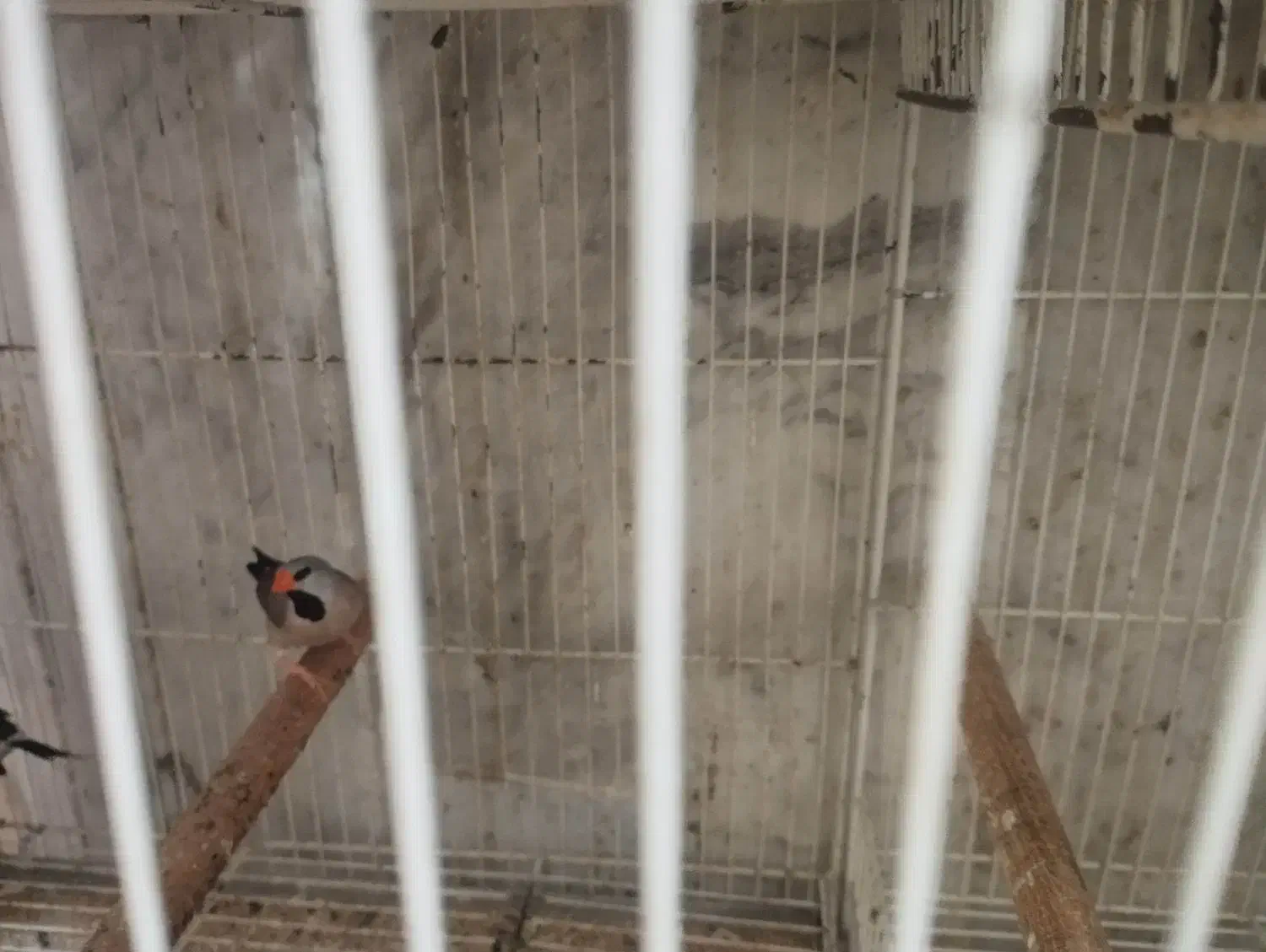 فنچ کرواتی|پرنده|آزادشهر, |دیوار