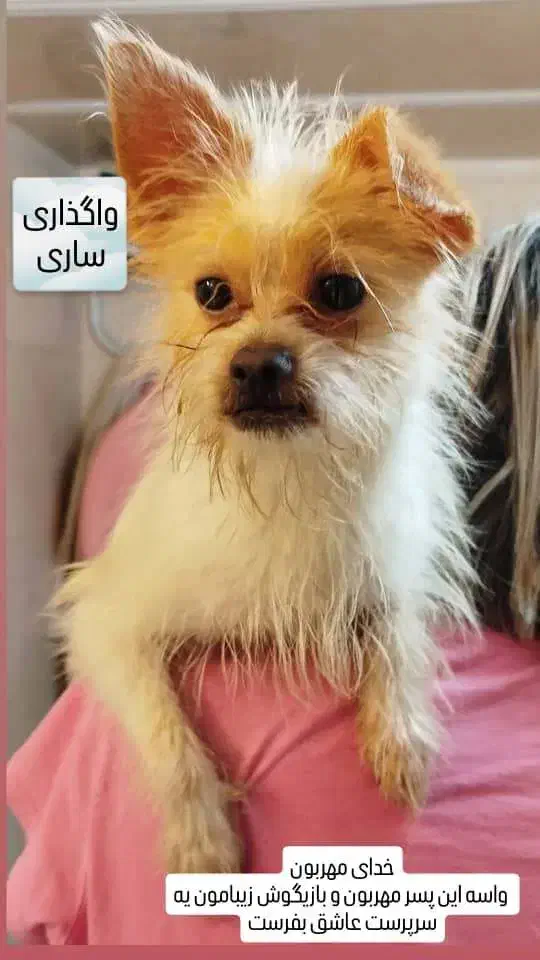 واگذاری سگ|سگ|ساری, |دیوار