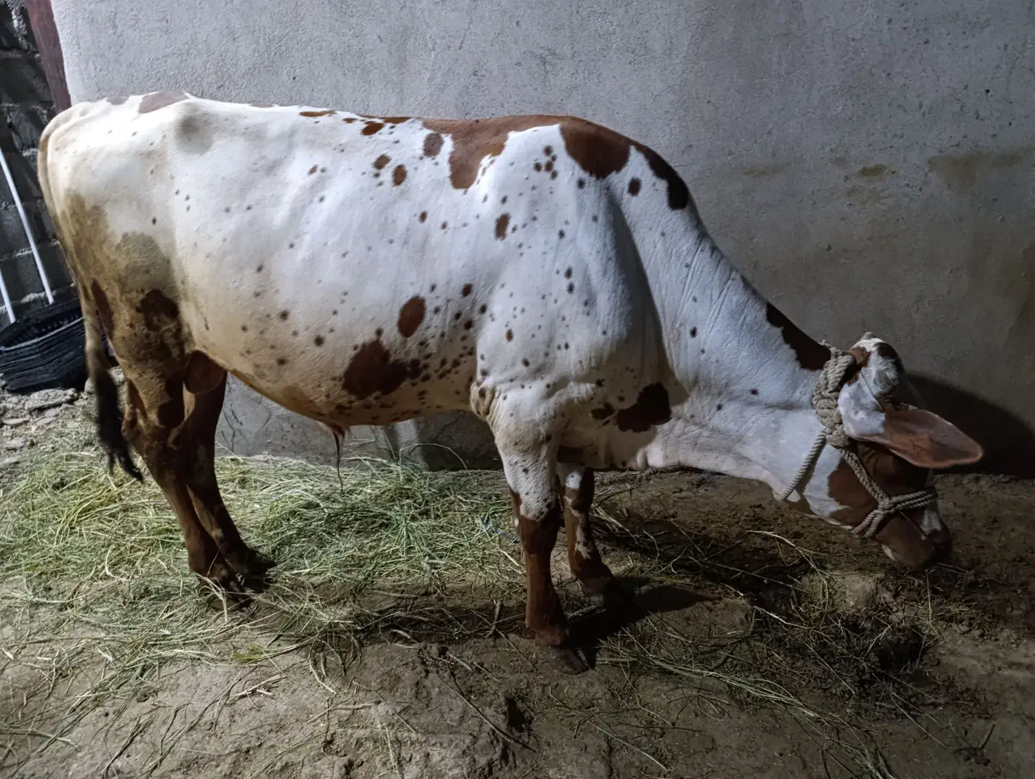 گاو نر فروشی|حیوانات مزرعه|تخت, |دیوار