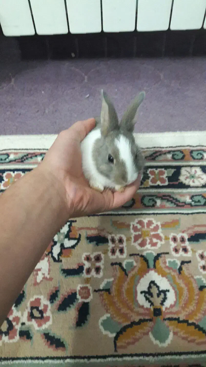 خرگوش زیبا|موش و خرگوش|سبزوار, توحیدشهر|دیوار