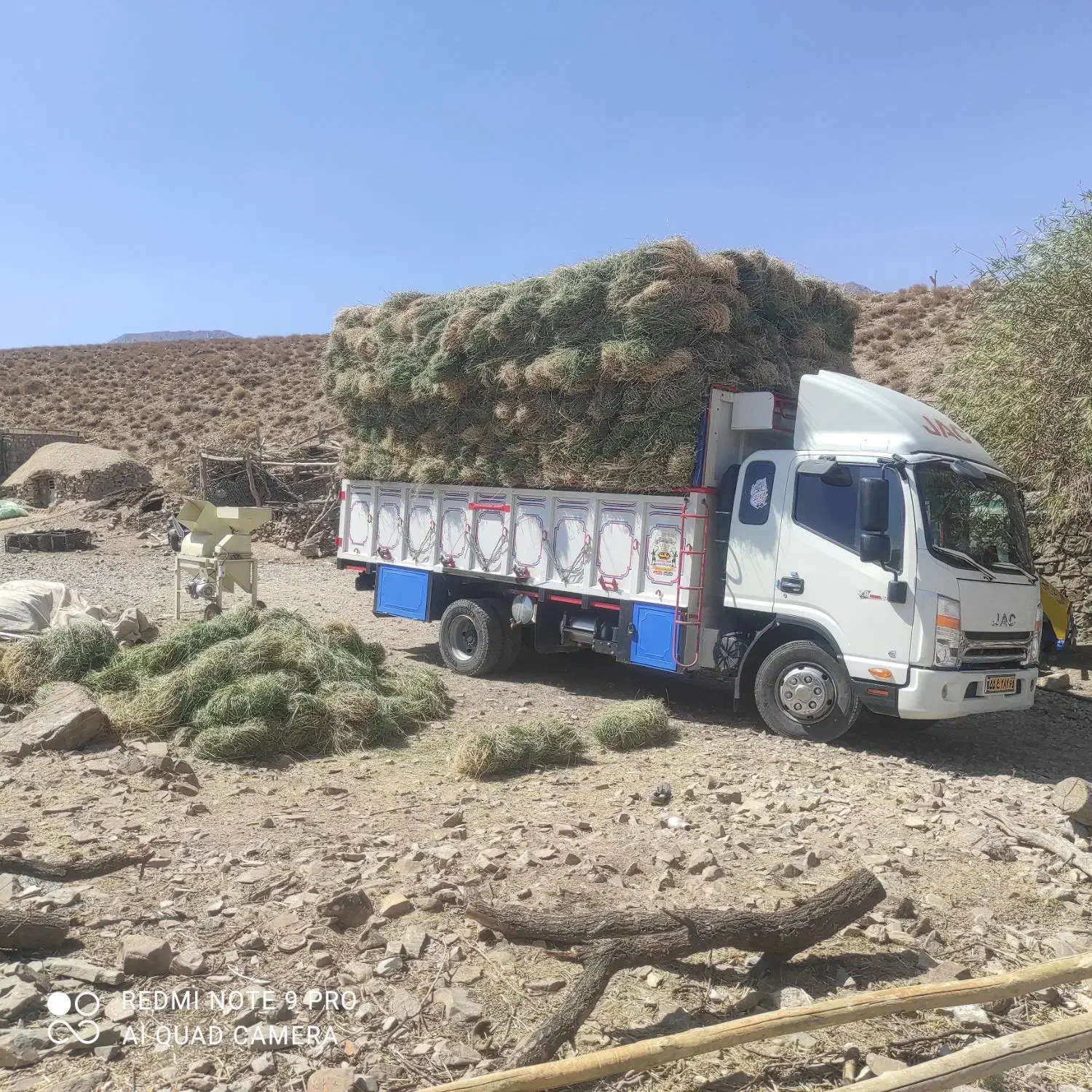 فروش بیده|خدمات باغبانی و درختکاری|فهرج, |دیوار