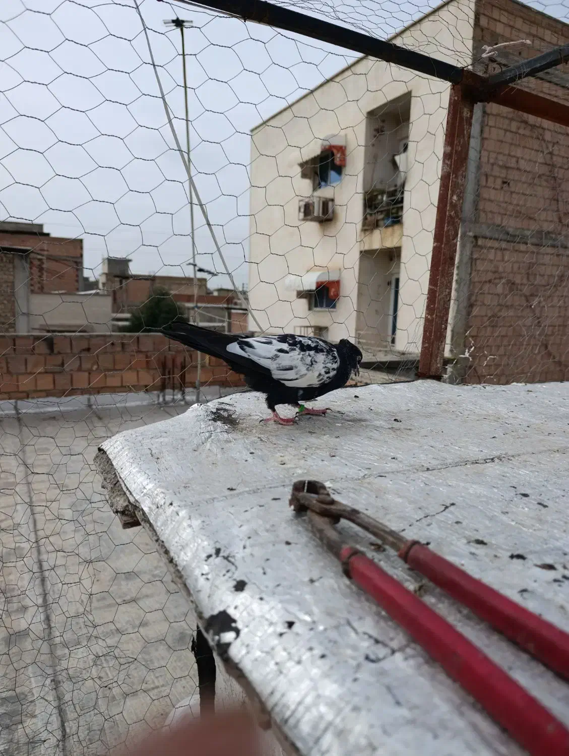 کبوتر رنگی|پرنده|گنبد کاووس, |دیوار