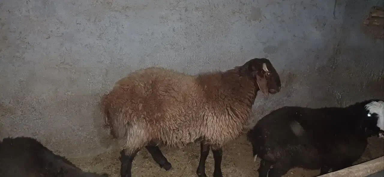 بره هترو|حیوانات مزرعه|جغتای, |دیوار