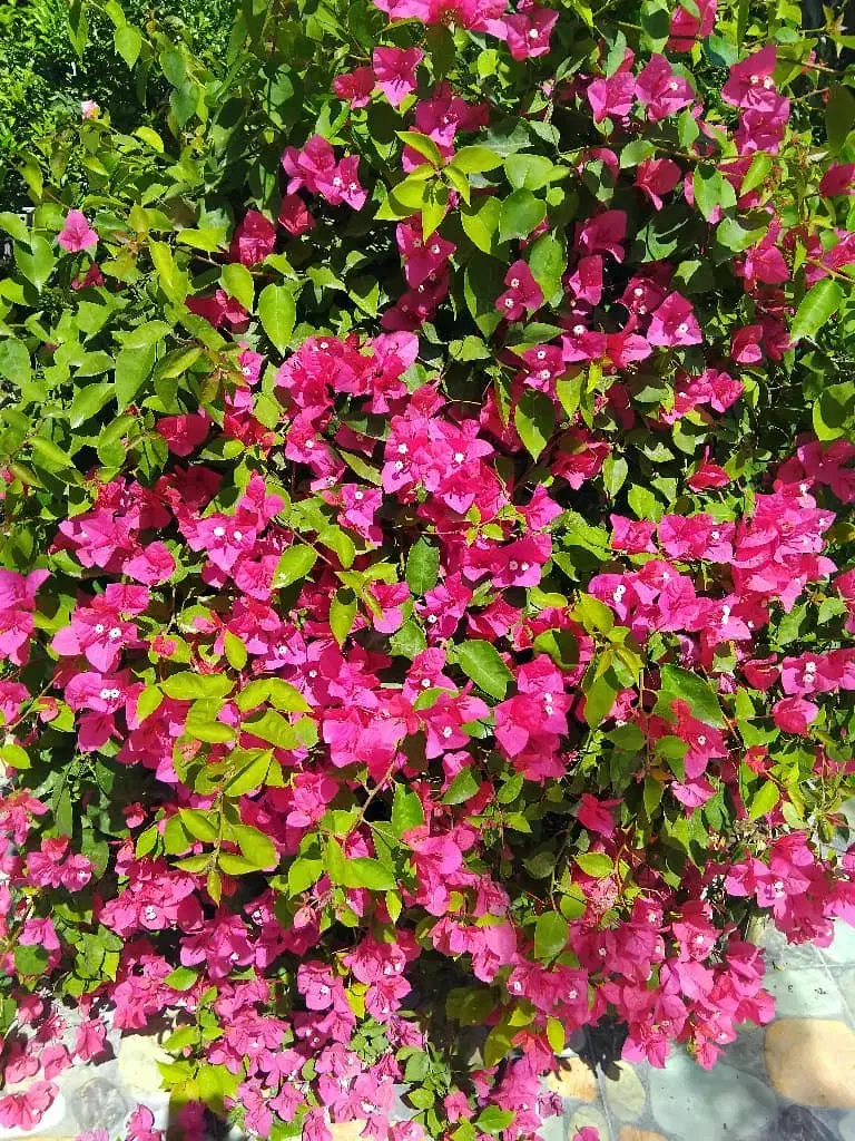 انواع نهال مرکبات ،گل ،استوایی|گل و گیاه طبیعی|جیرفت, |دیوار