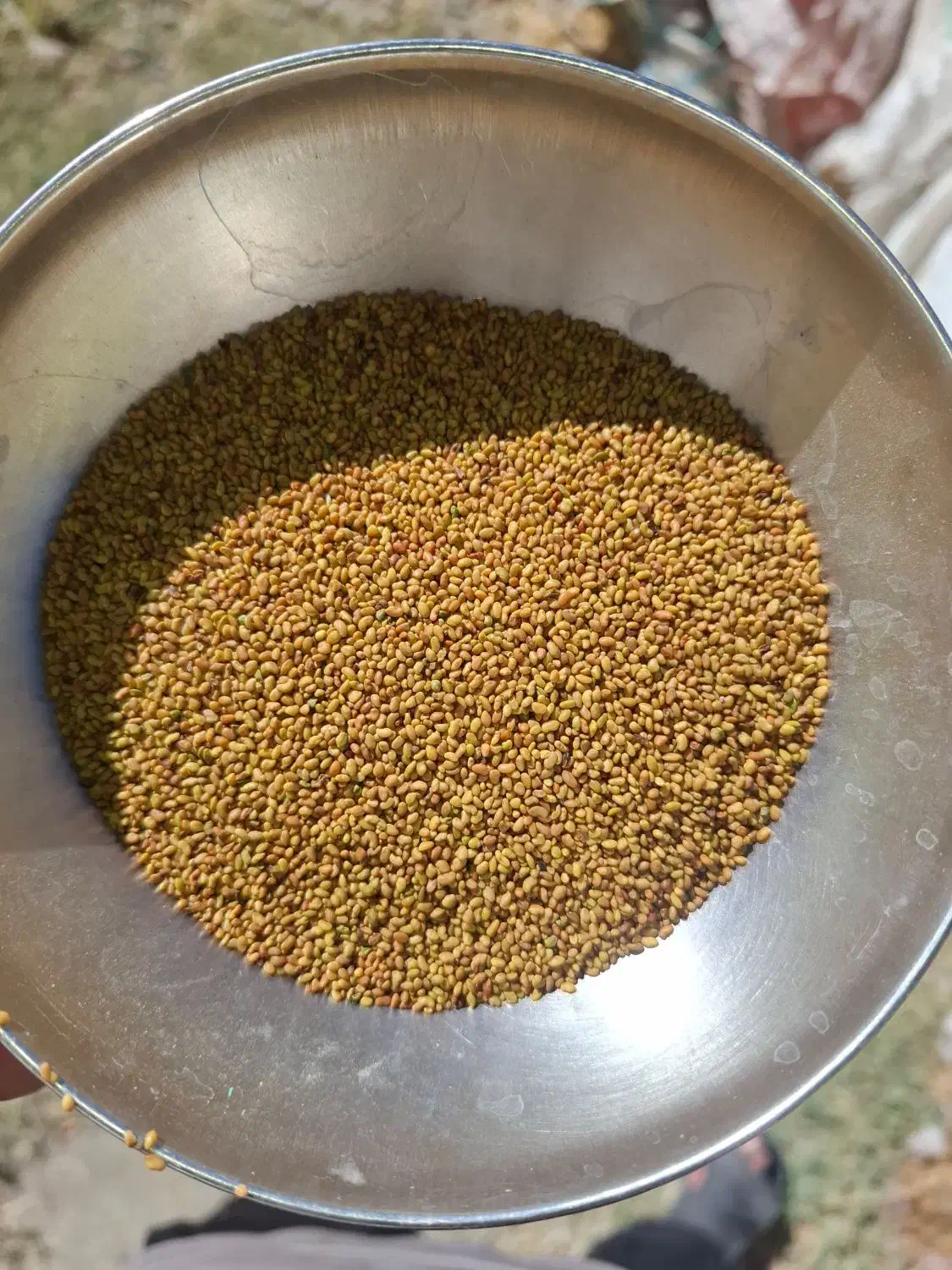 بذر یونجه بغدادی|گل و گیاه طبیعی|شاهیوند, |دیوار