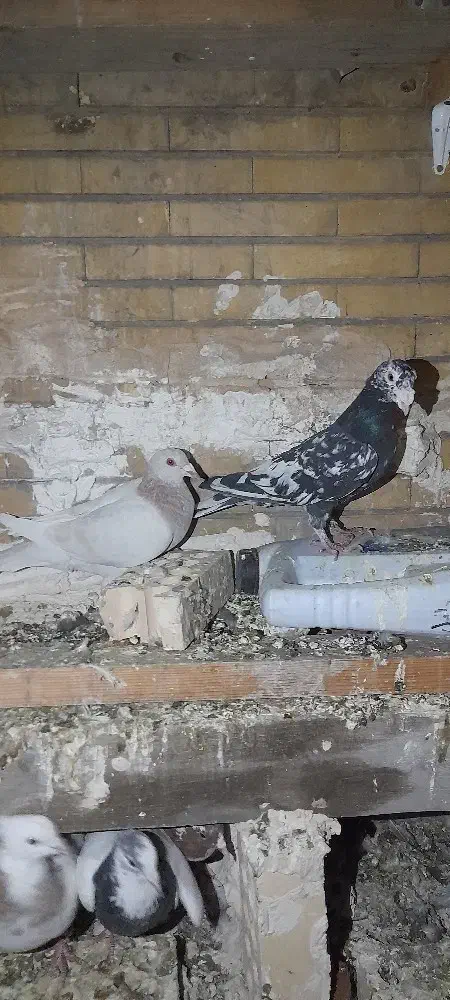 کبوتر کفتر هوایی پرشی جفتگاه|پرنده|مشهد, آزادشهر|دیوار