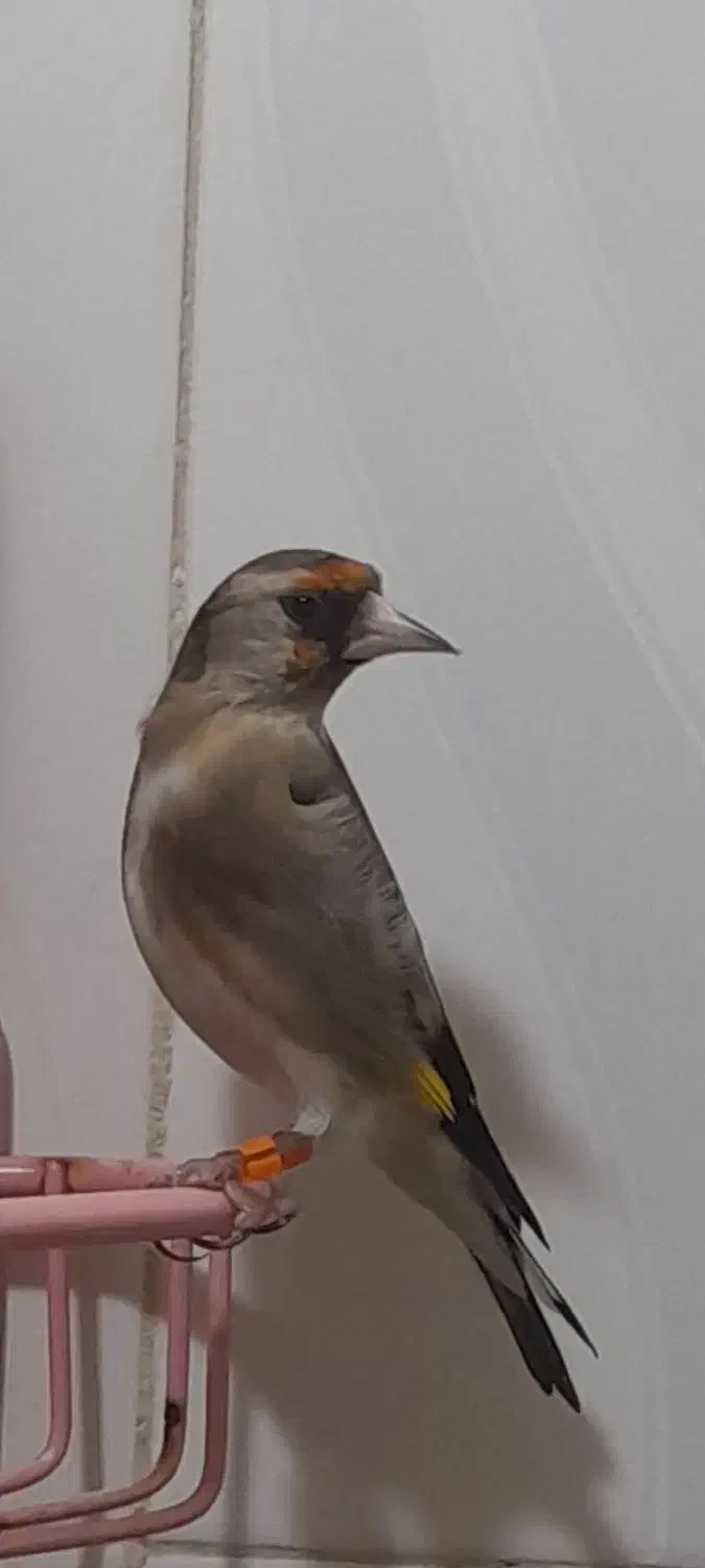 سهره ماده مست|پرنده|تهران, امام زاده عبدالله|دیوار