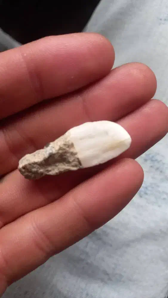 سنگ|کلکسیون اشیاء عتیقه|اشتهارد, |دیوار