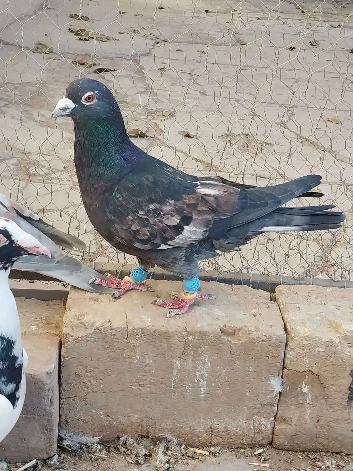 کفتر پرنده|پرنده|قزوین, |دیوار