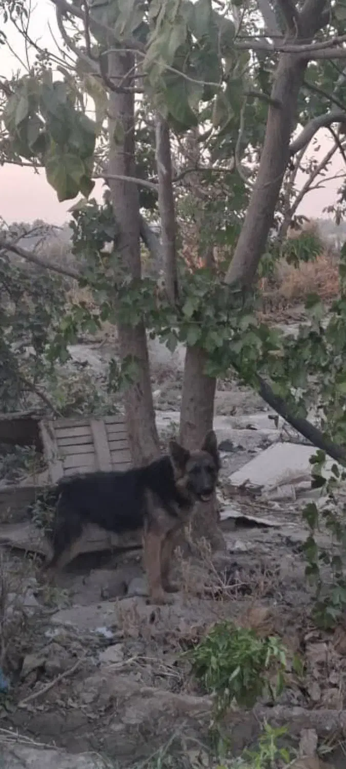 ژرمن نر و ماده|سگ|کهریزک, |دیوار