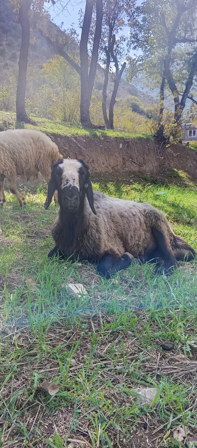 قوچ اصیل شال|حیوانات مزرعه|منجوان, |دیوار