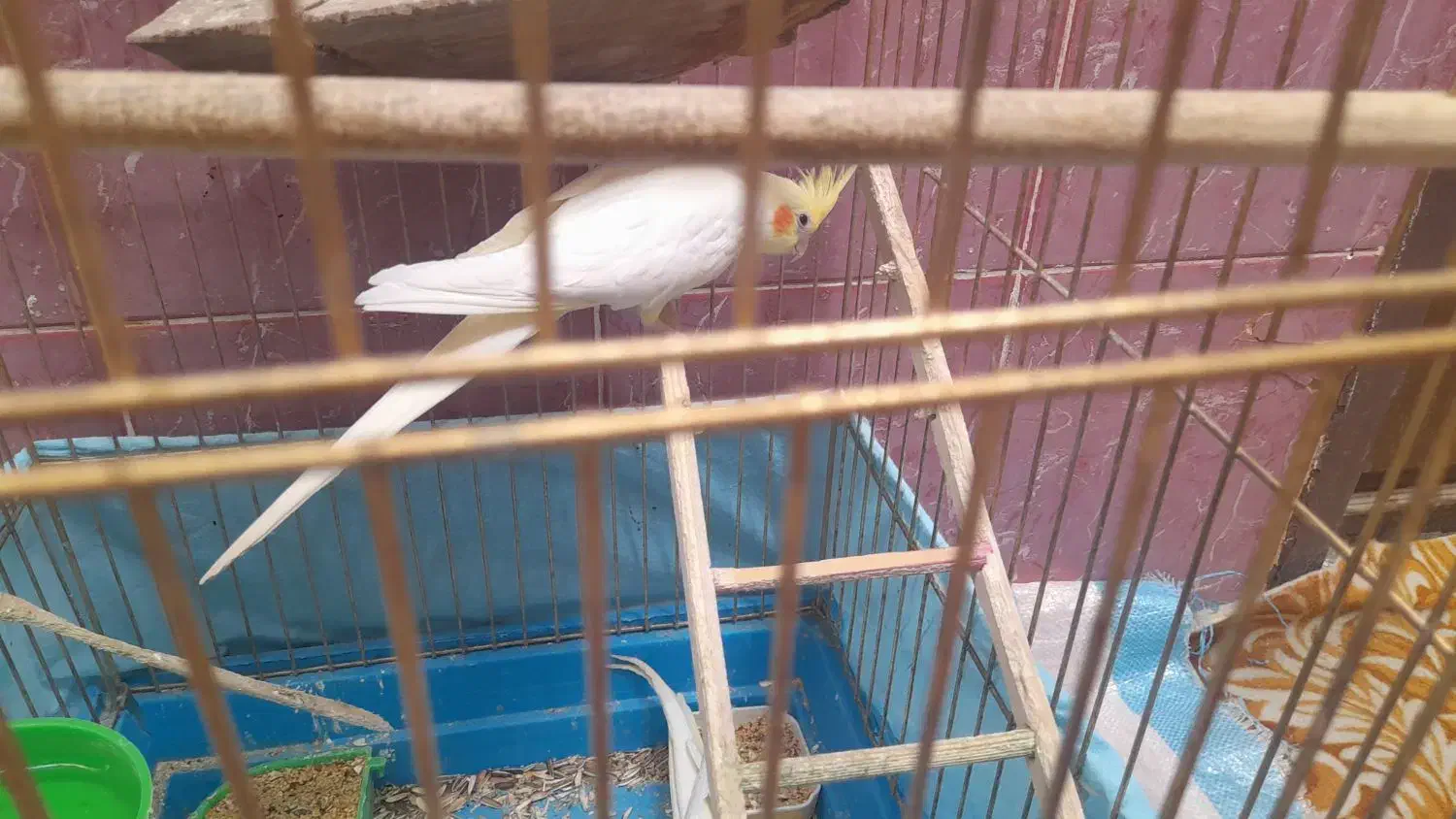 دوعدد عروس هلندی  نر معاوضه با ماده|پرنده|خوسف, |دیوار