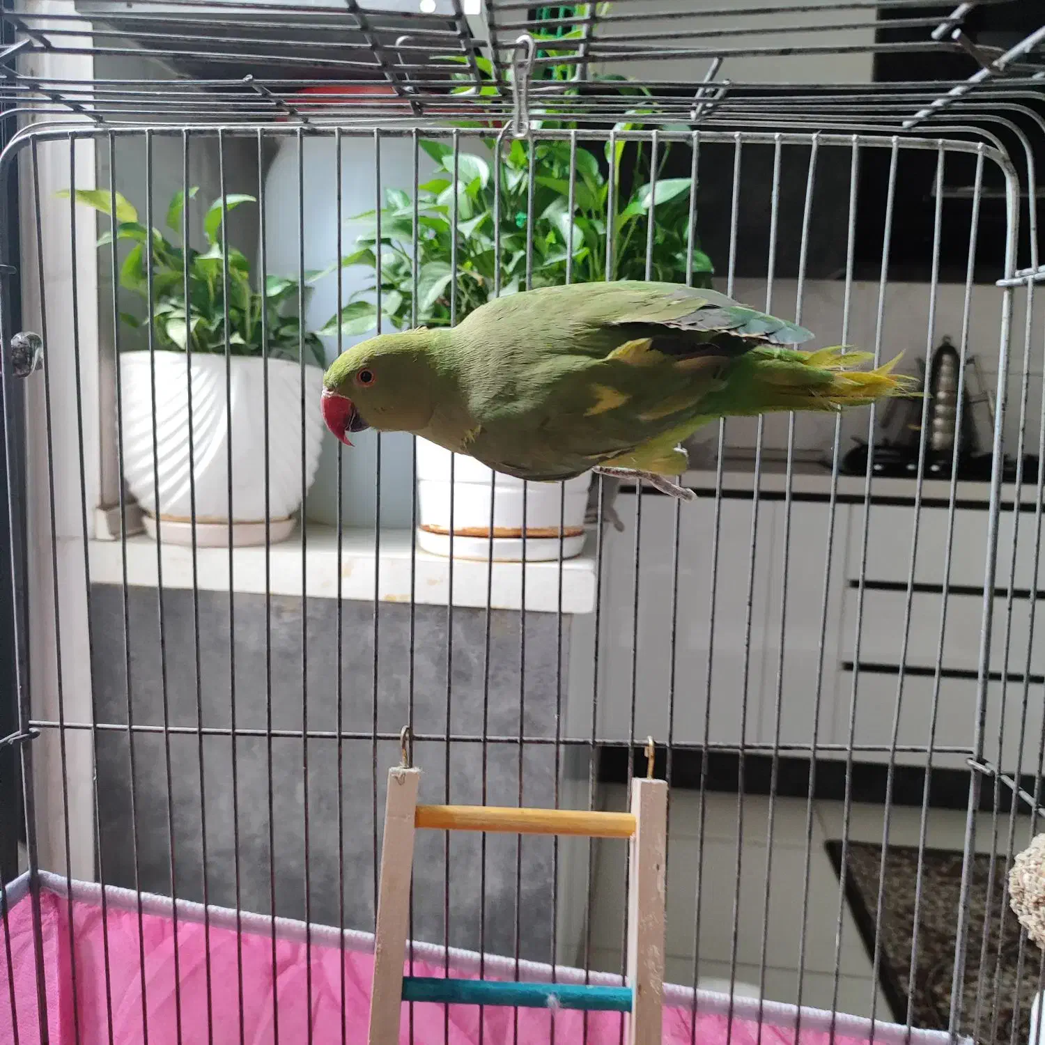 طوطی ملنگو|پرنده|گرگان, |دیوار