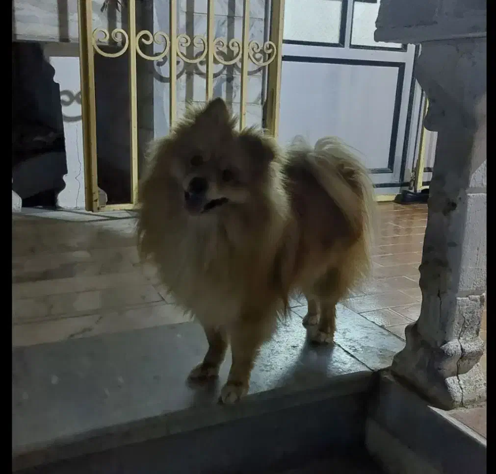 سگ پامر نر|سگ|بندر انزلی, معلم|دیوار