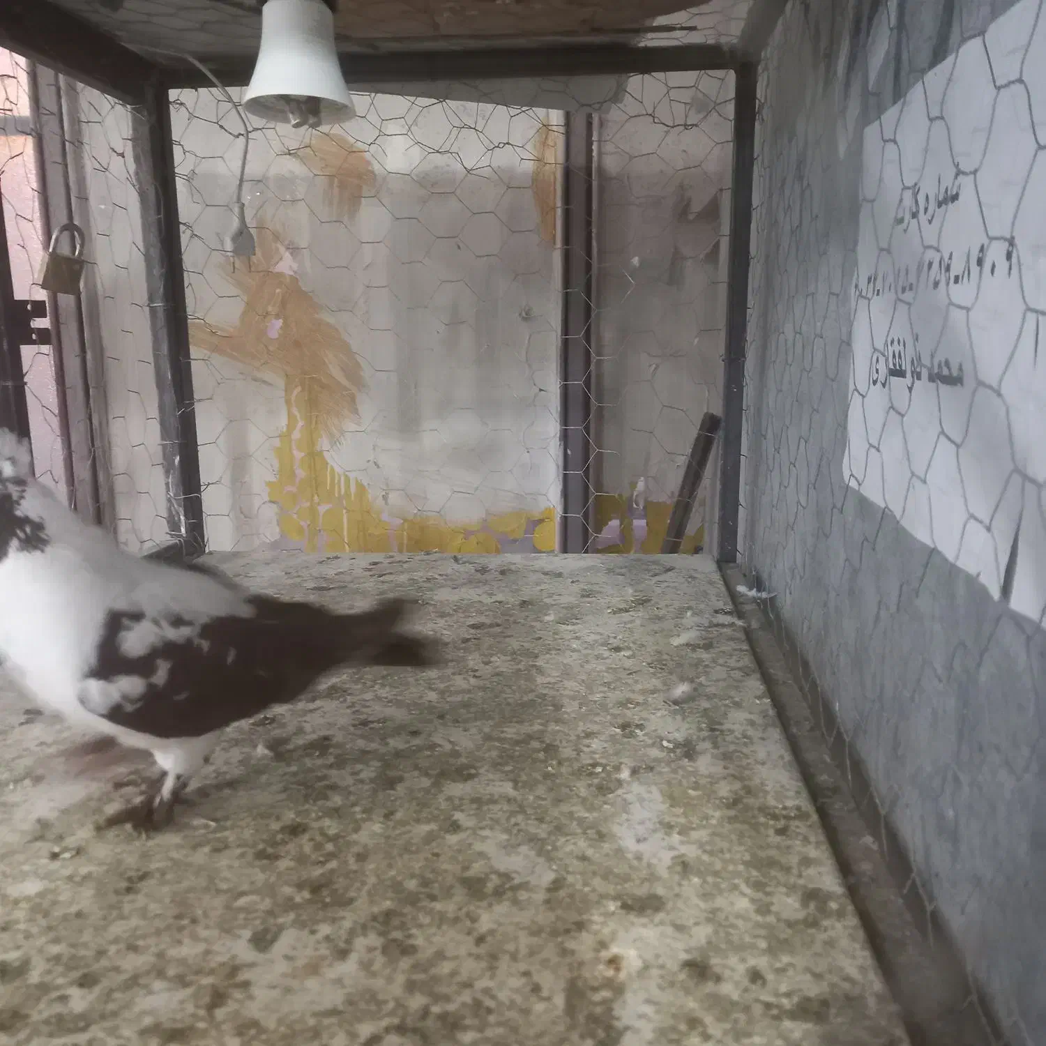 ۵۰۰تومن|پرنده|محمدیه-قزوین, |دیوار